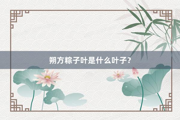 朔方粽子叶是什么叶子？